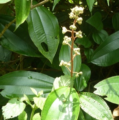 Miconia dodecandra