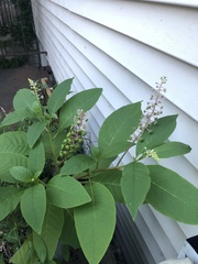 Phytolacca americana