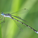 Southern Spreadwing - Photo (c) Anthony Zukoff, some rights reserved (CC BY-NC-SA)