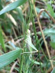Oecanthus varicornis