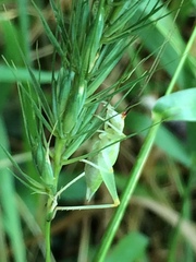 Oecanthus varicornis