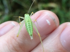 Oecanthus varicornis