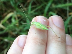 Oecanthus varicornis
