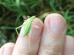 Oecanthus varicornis