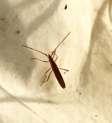 Protenor belfragei