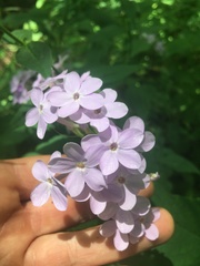 Phlox amplifolia