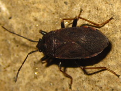 Pyrrhocoris