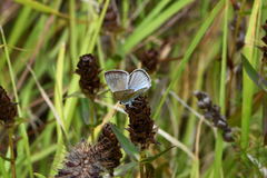 Polyommatus dolus
