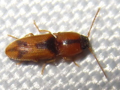 Drasterius agnatus