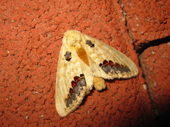 Phalera flavescens