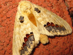 Phalera flavescens