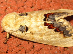Phalera flavescens