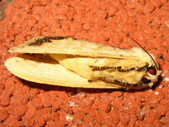 Phalera flavescens