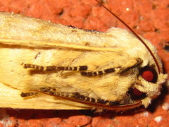 Phalera flavescens