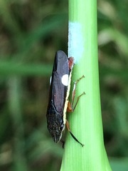 Homalodisca insolita