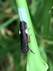 Homalodisca insolita