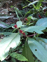 Phytolacca japonica