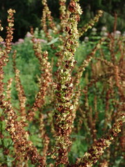 Rumex obtusifolius obtusifolius