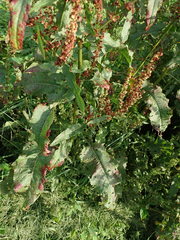Rumex obtusifolius obtusifolius