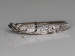 Wockia asperipunctella