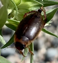 Rhantus binotatus