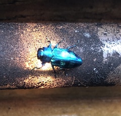 Chrysobothris scitula