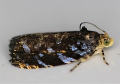 Olethreutes auricapitana