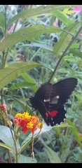 Parides iphidamas