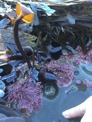 Laminaria sinclairii