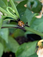 Harmonia axyridis