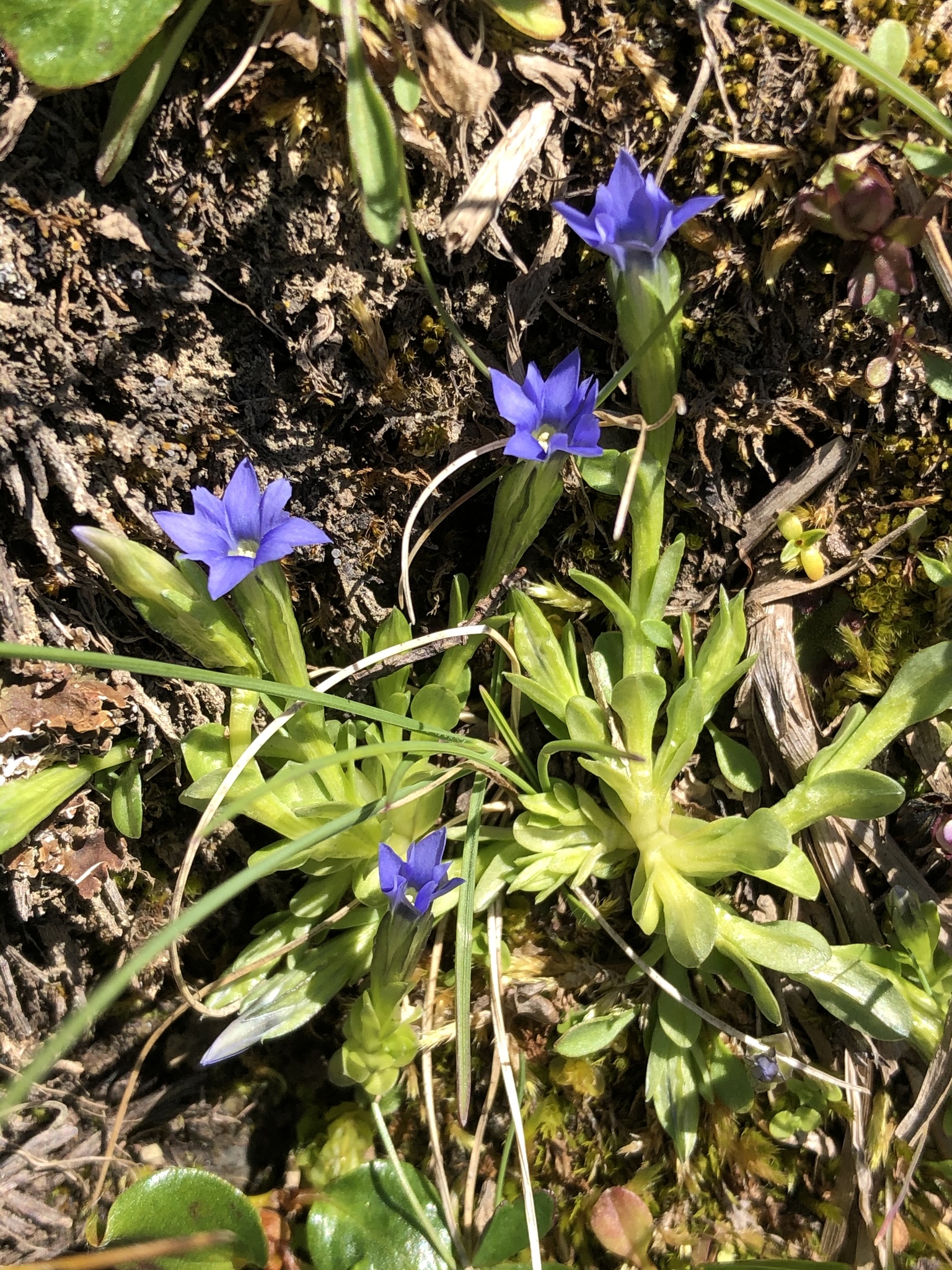 Gentiana prostrata