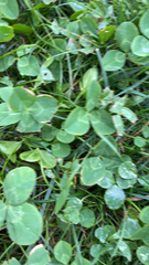Trifolium repens