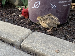 Coturnix japonica