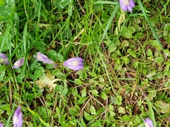 Mazus miquelii