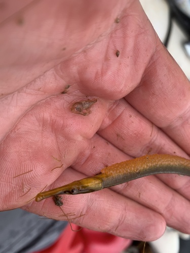Snake pipefish (Entelurus aequoreus) — Syngnathidae — 3