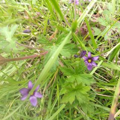 Sisyrinchium scabrum