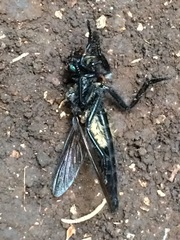 Promachus painteri