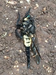 Promachus painteri