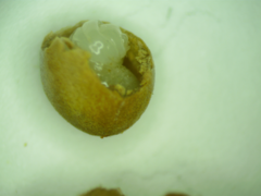 Disholcaspis simulata