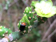 Disonycha varicornis