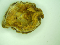 Disholcaspis simulata