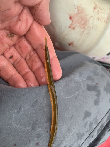 Snake pipefish (Entelurus aequoreus) — Syngnathidae
