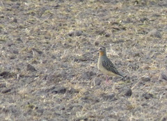 Oreopholus ruficollis