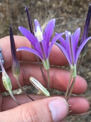 Brodiaea