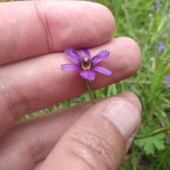 Sisyrinchium scabrum