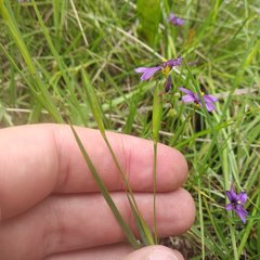 Sisyrinchium scabrum