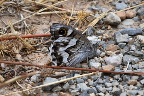 Striped Grayling, 18039 Villatella IM, Italia, photo 9 of 10