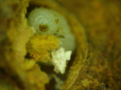 Disholcaspis simulata