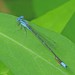 Slender Bluet - Photo (c) Vicki DeLoach, some rights reserved (CC BY-NC-ND)