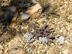 Castilleja cinerea